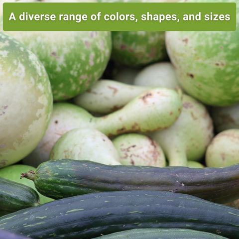 Sow Right Seeds gourd crafting ideas image illustrating DIY projects with gourds