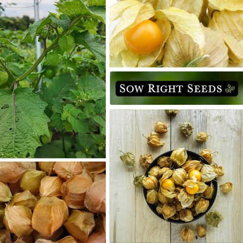 Sow Right Seeds Ground Cherries fruit closeup showing pineapple-vanilla notes.