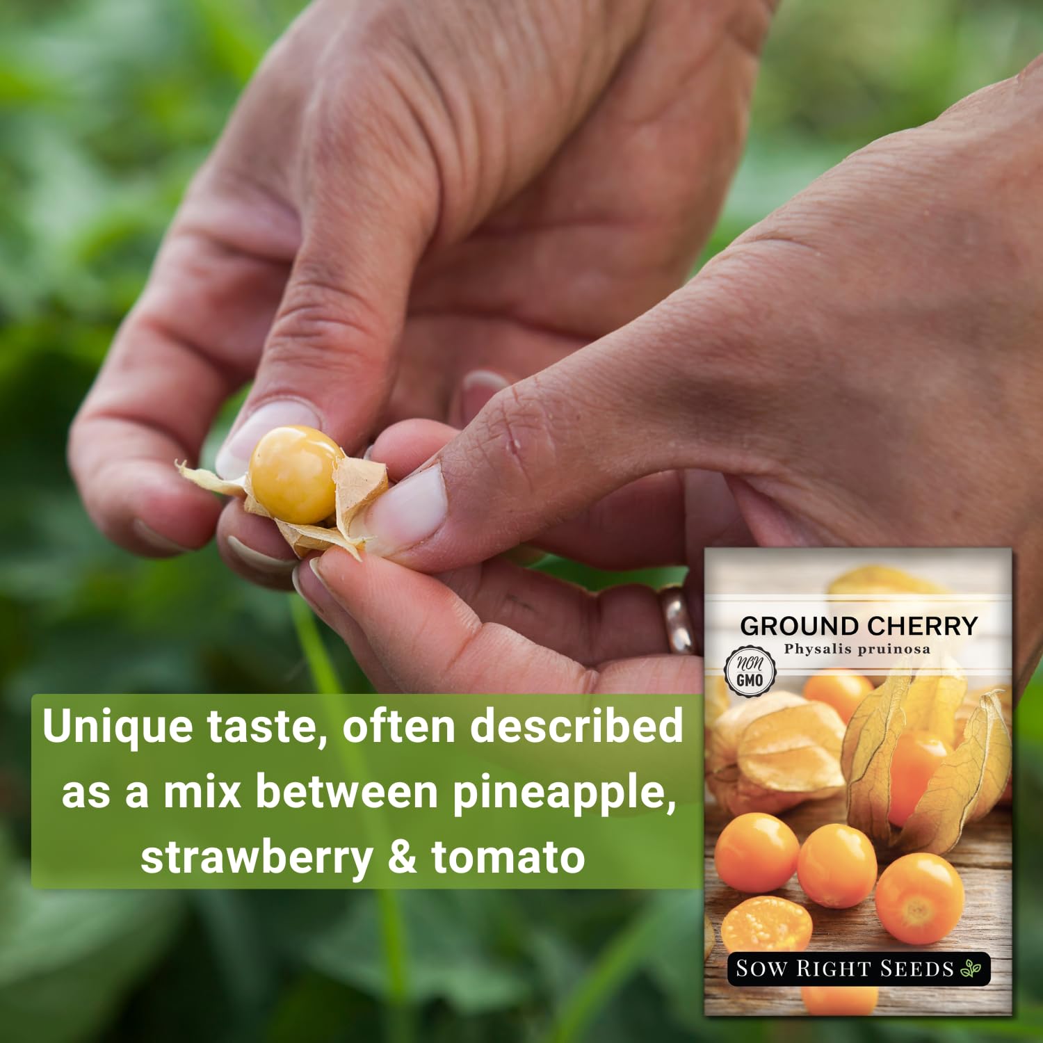 Sow Right Seeds Ground Cherries plant growing in a sunlit garden bed.