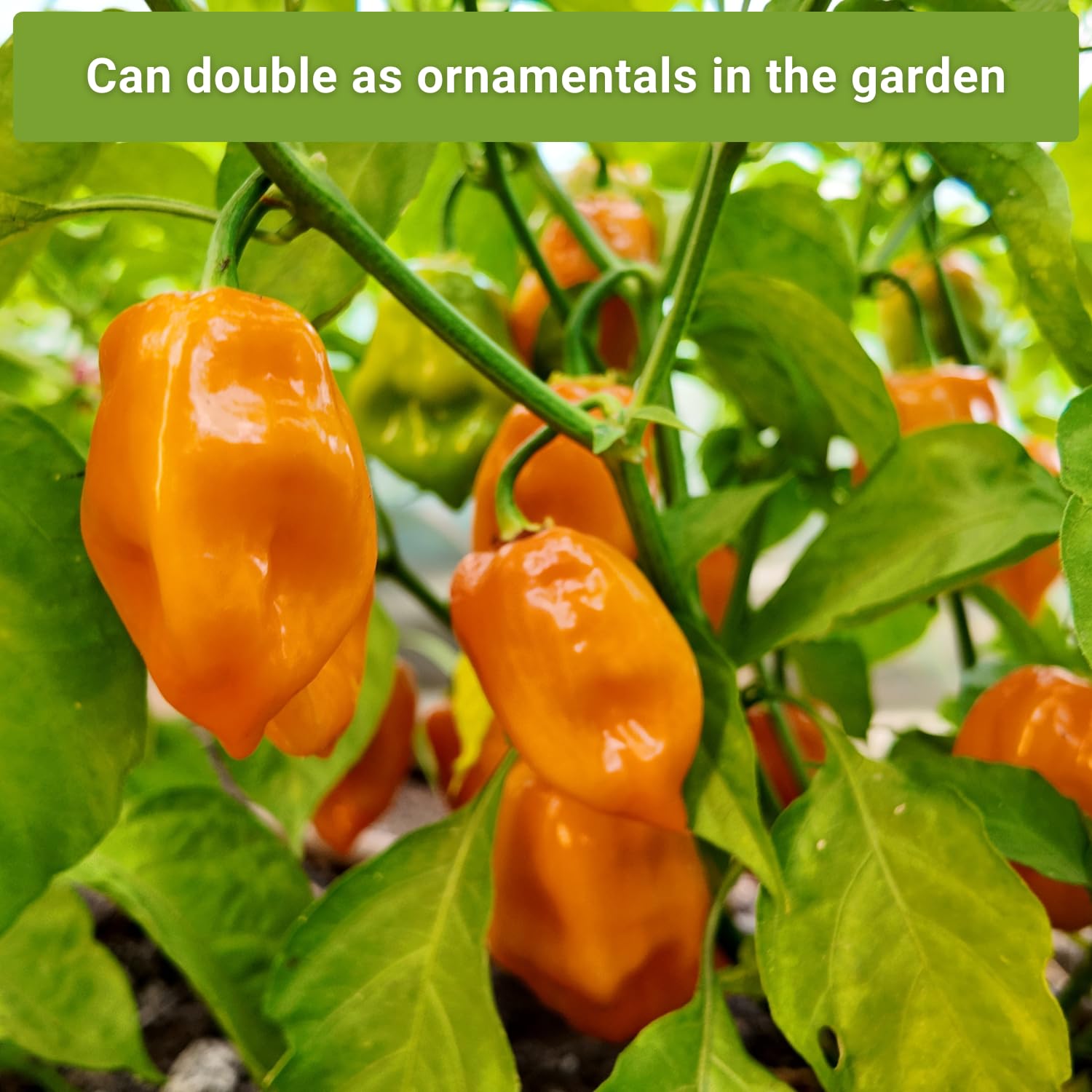 Sow Right Seeds Habanero Orange pepper seeds packet for bright fruitiness.