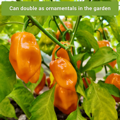 Sow Right Seeds Habanero Orange pepper seeds packet for bright fruitiness.