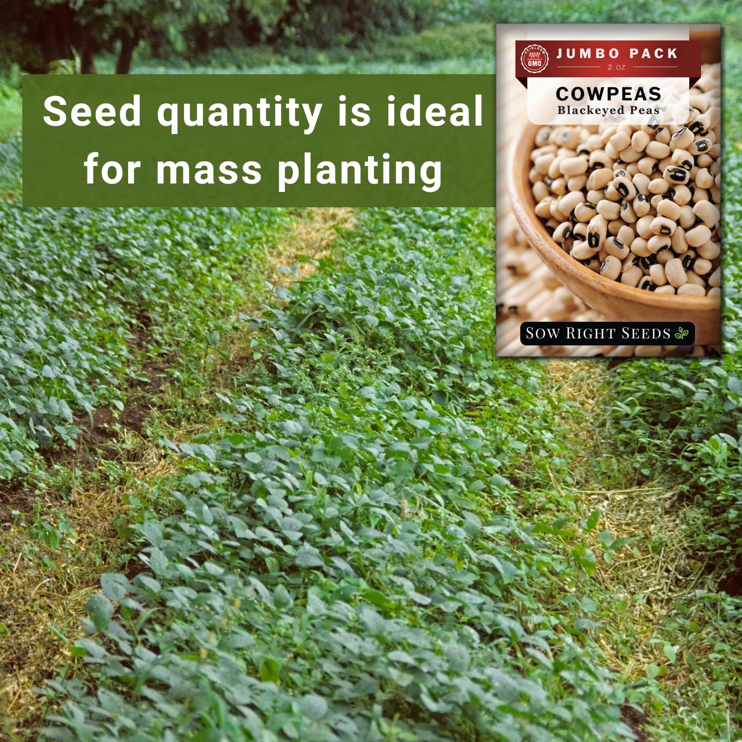 Fresh harvest-ready black-eyed cowpeas from Sow Right Seeds.