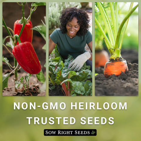 Sow Right Seeds harvest-ready pumpkins on trellis for a garden display.