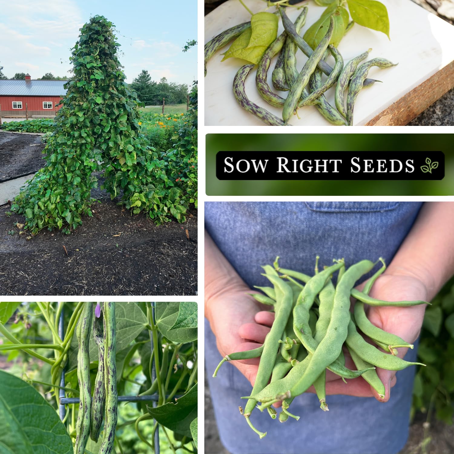 Close-up of harvested pole beans from Sow Right Seeds collection
