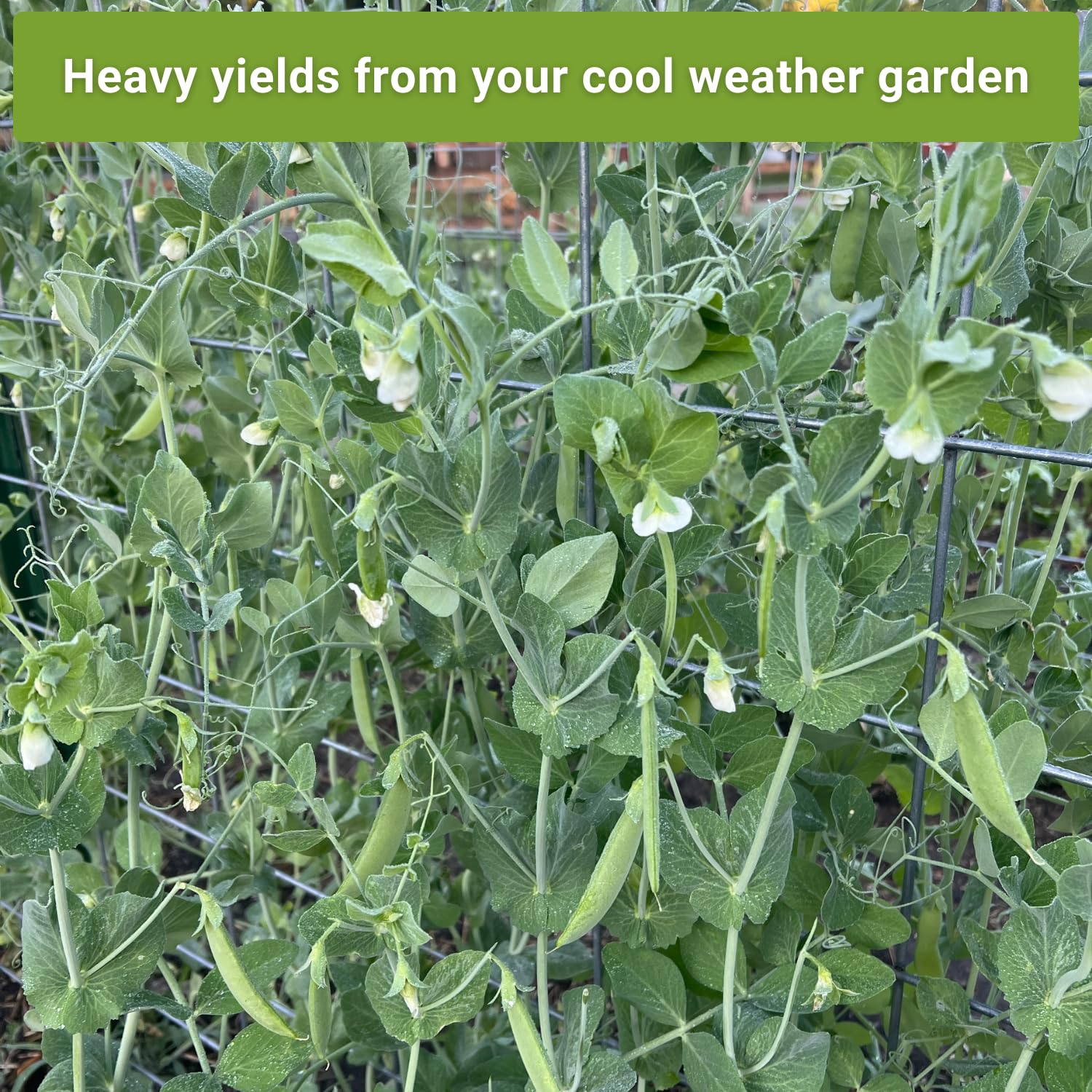 Sow Right Seeds harvested peas in a bowl ready for fresh eating.
