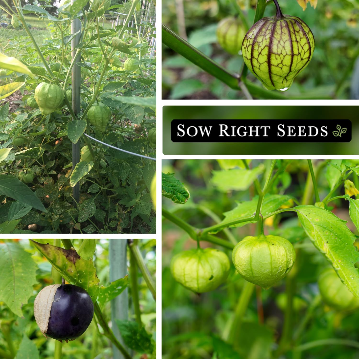 Sow Right Seeds harvested tomatillos ready for salsa verde.