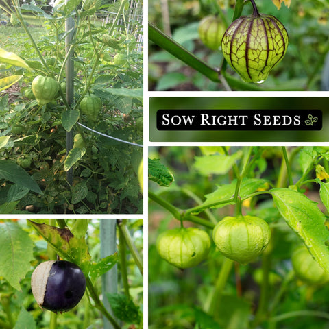 Sow Right Seeds harvested tomatillos ready for salsa verde.
