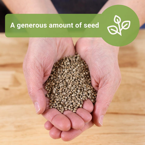 Sow Right Seeds heirloom spinach leaves harvest ready for fresh meals.