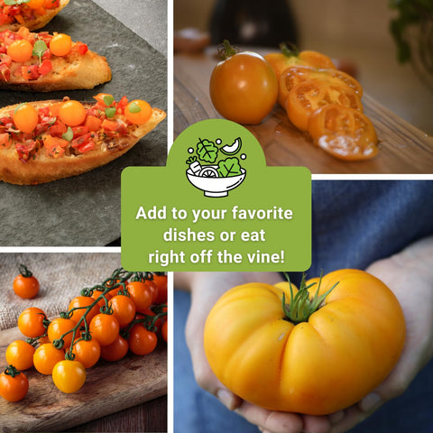 Sow Right Seeds heirloom tomato seed collection for diverse colors and flavors