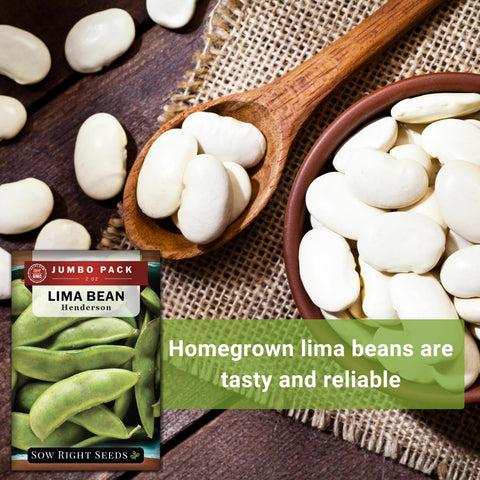 Dried Henderson Lima beans stored for pantry use