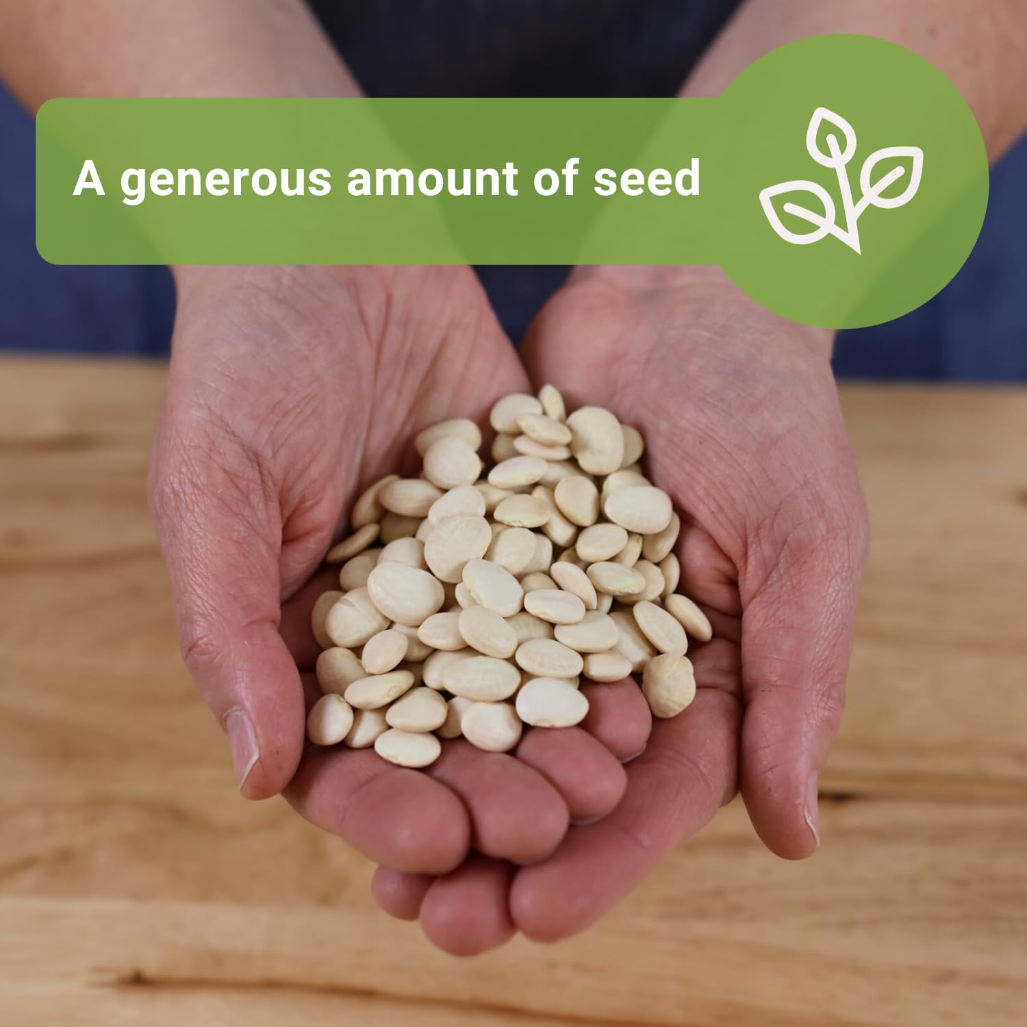 Planting Henderson Lima beans in soil demonstrates simple sowing