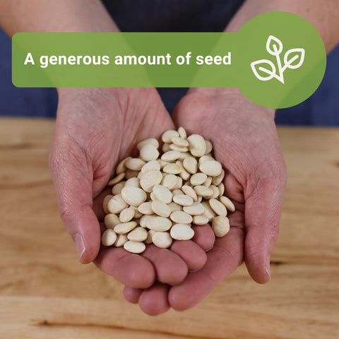 Planting Henderson Lima beans in soil demonstrates simple sowing