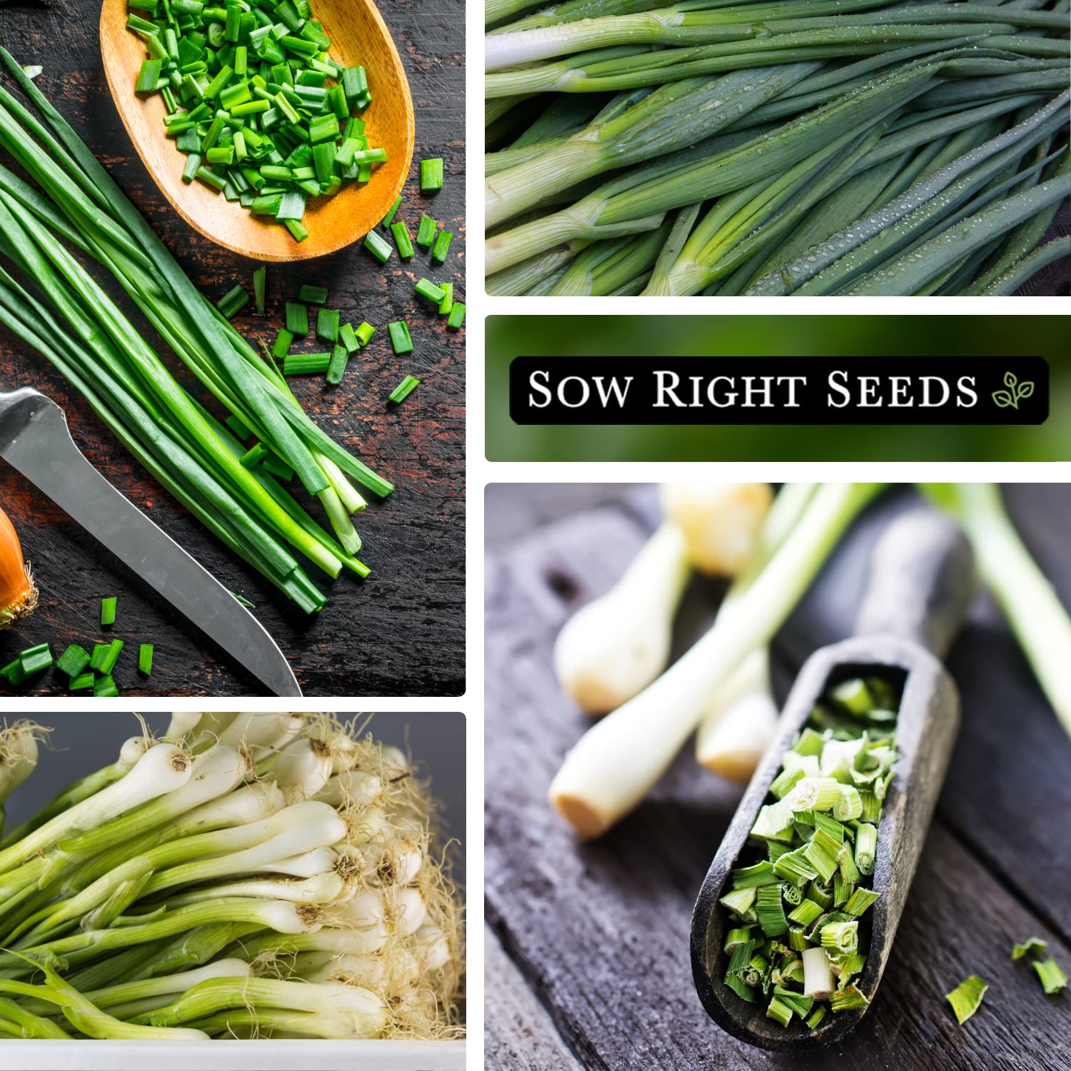 Sow Right Seeds Heshiko mild onion greens ideal for stir fries and salads.