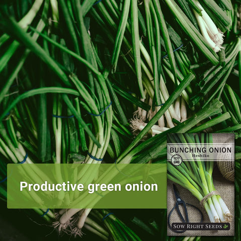 Sow Right Seeds Heshiko green onions harvest shows fresh mild-flavor stalks.