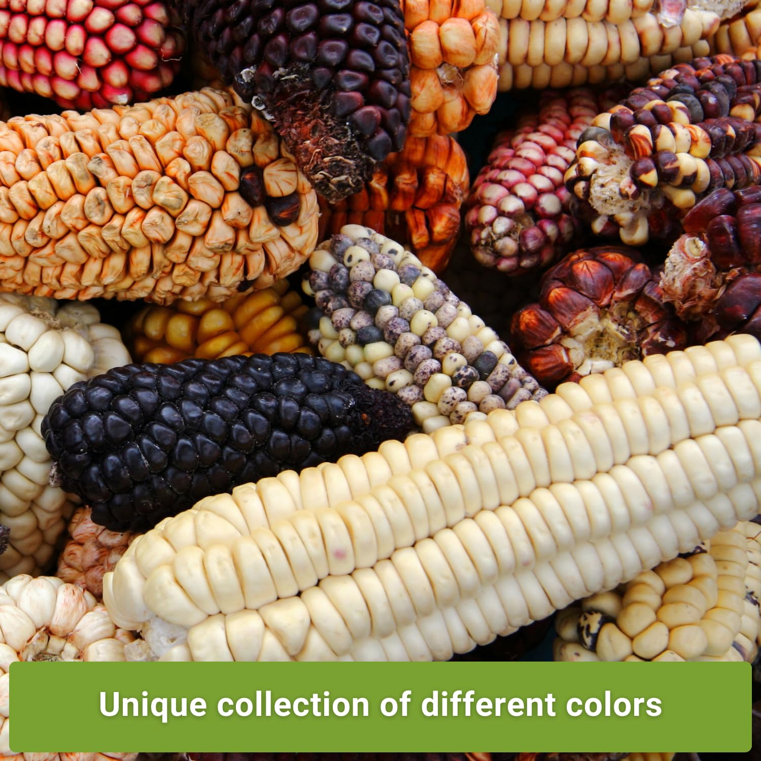 Sow Right Seeds Hickory King white corn cob highlights heirloom flavor and versatility.