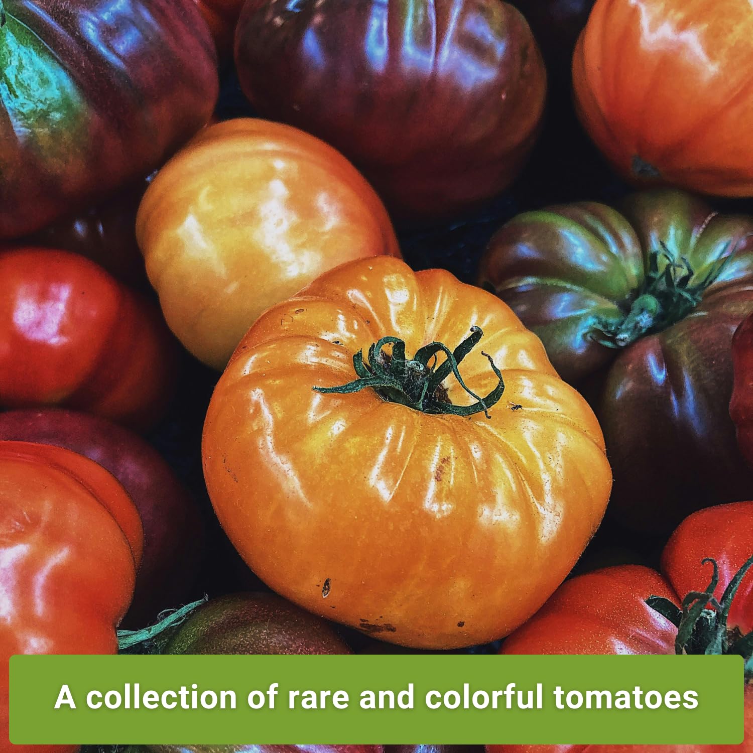 Sow Right Seeds Hillbilly tomato seeds offer rare color and garden-fresh taste.