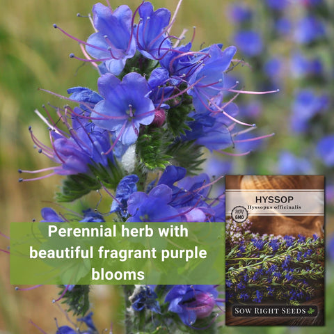 Sow Right Seeds hyssop minty leaves ideal for tea, salads, and soups.