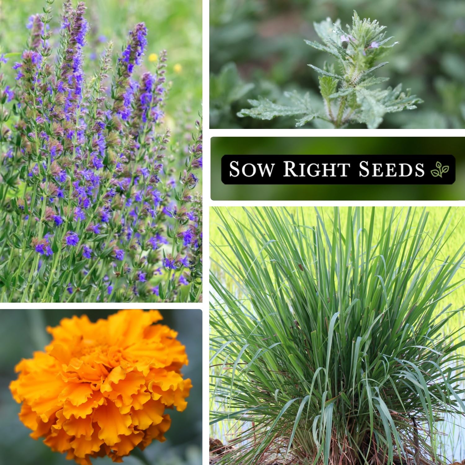 Sow Right Seeds Hyssop packet supports pest deterrence as a companion plant
