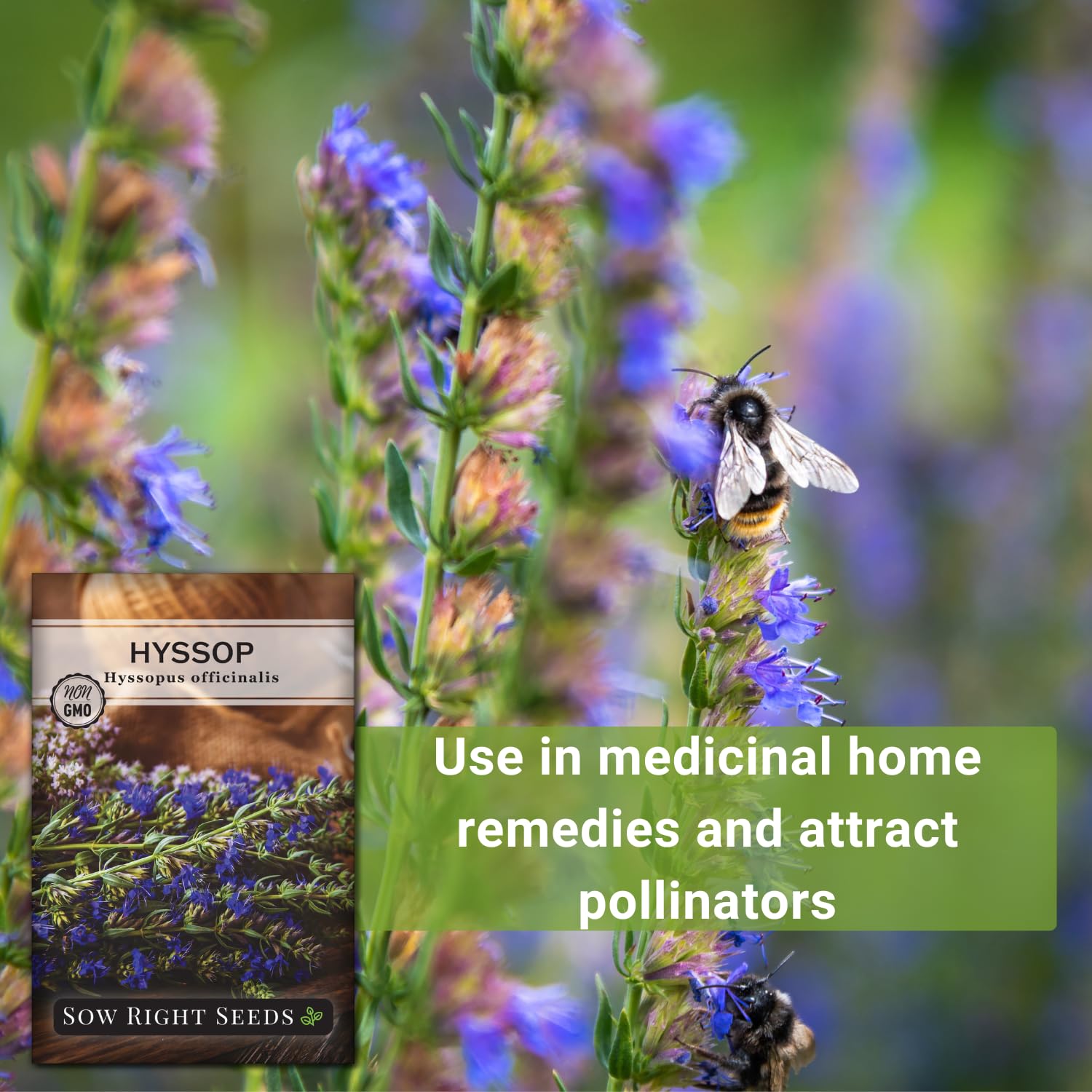 Sow Right Seeds hyssop garden setup for pollinator-friendly beds.