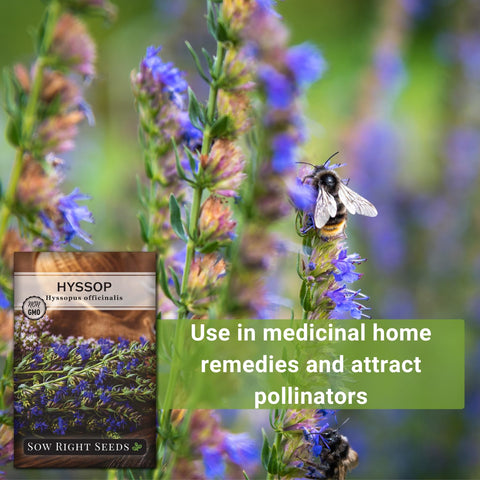 Sow Right Seeds hyssop garden setup for pollinator-friendly beds.