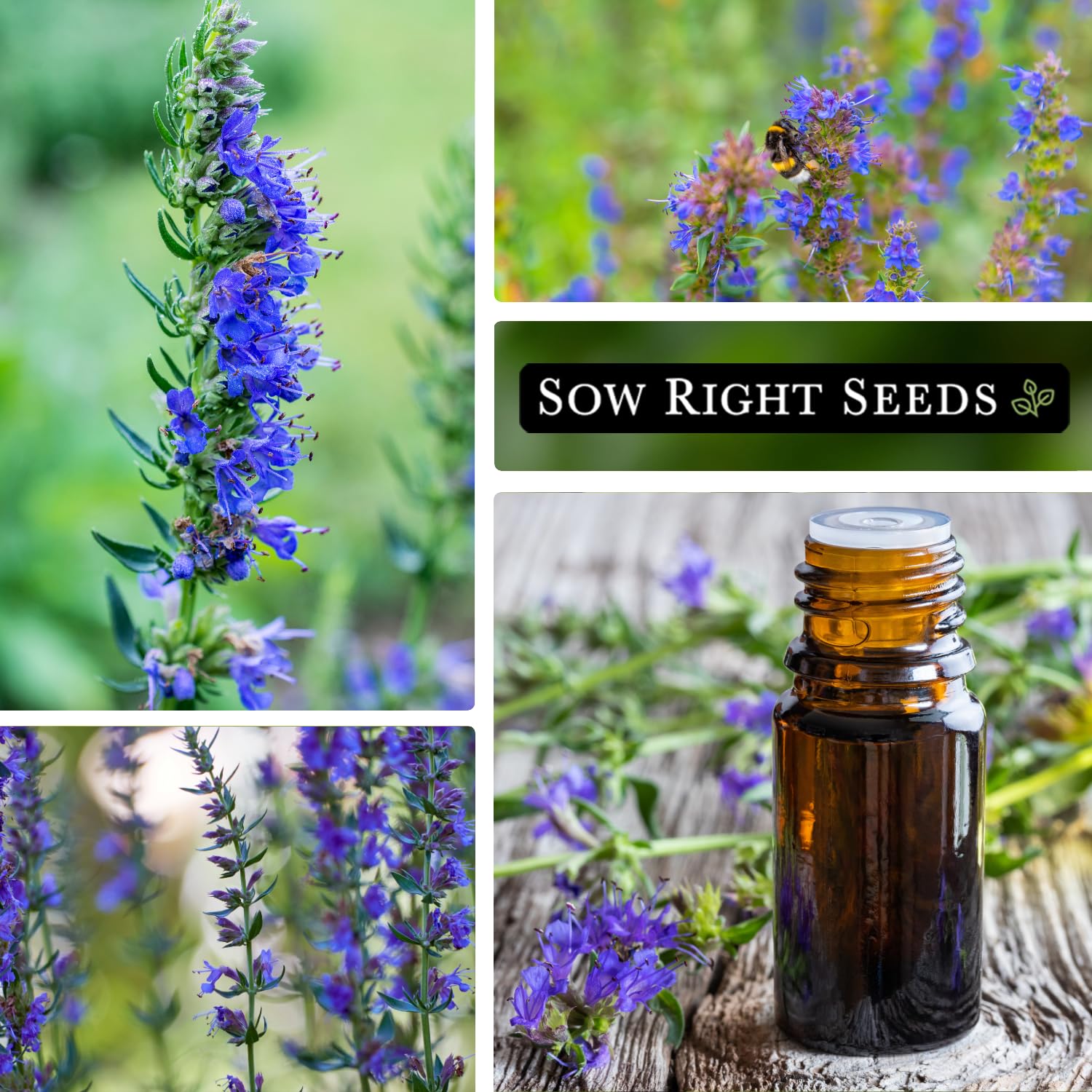 Sow Right Seeds hyssop purple flowers attract pollinators in the garden.