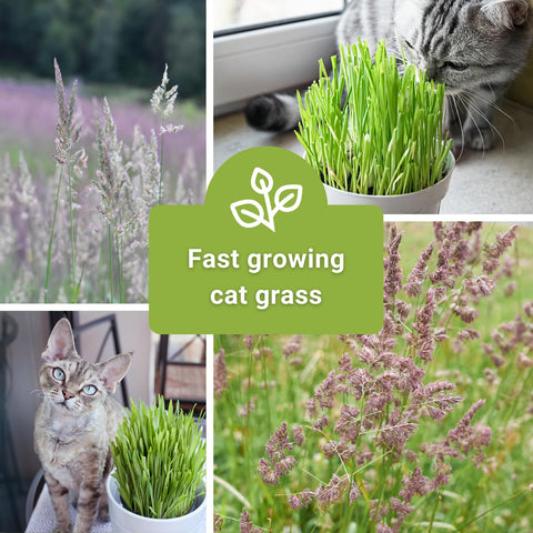 Sow Right Seeds indoor cat garden setup—easy growing for pet-friendly cultivation.