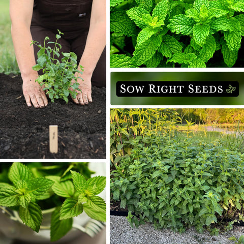 Sow Right Seeds indoor herb garden image invites easy indoor cultivation of mint varieties for year-round freshness.