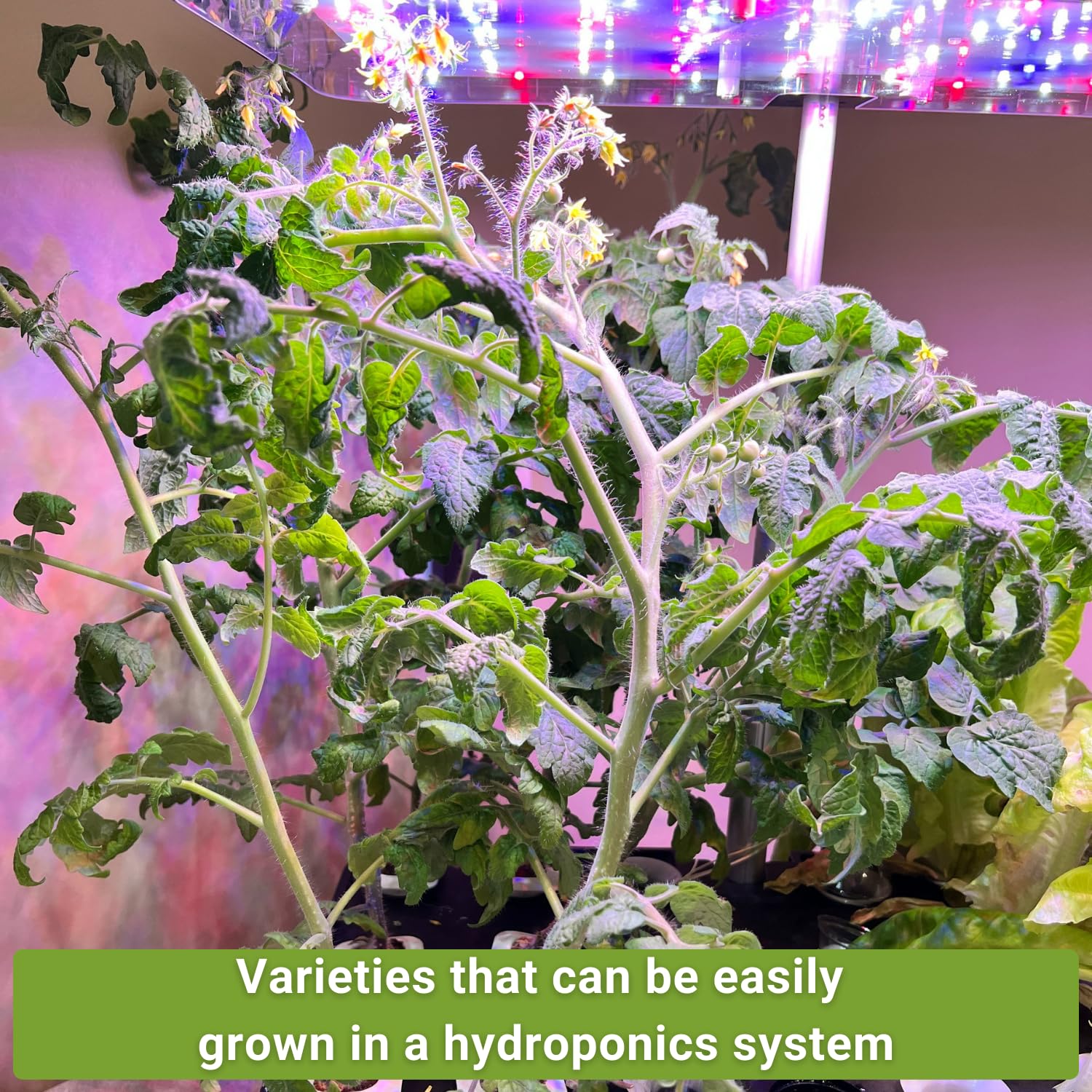 Sow Right Seeds arugula hydroponics; peppery greens ready indoors.