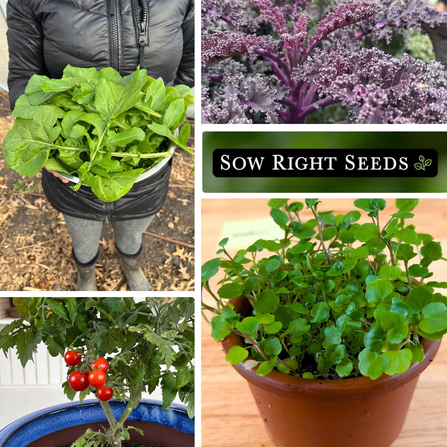 Sow Right Seeds pak choi hydroponics; compact bok choy for indoor growing.