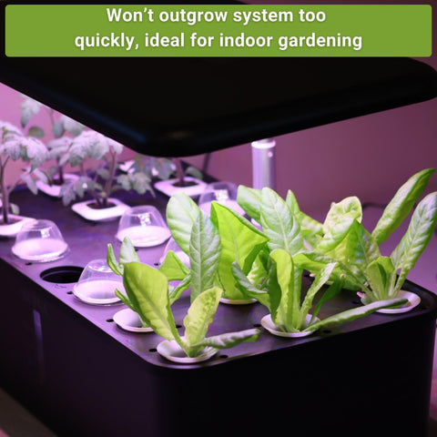Sow Right Seeds watercress hydroponics; crisp greens for salads year-round.