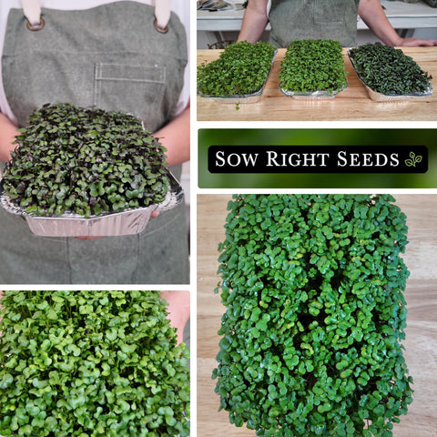 Sow Right Seeds packet shows clear indoor sprouting instructions for beginners.