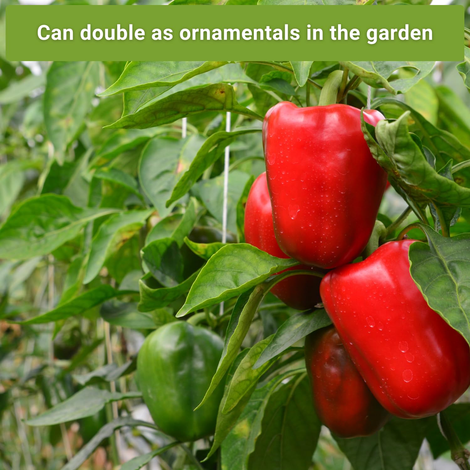 Sow Right Seeds indoor-to-outdoor pepper starting tips included with each packet