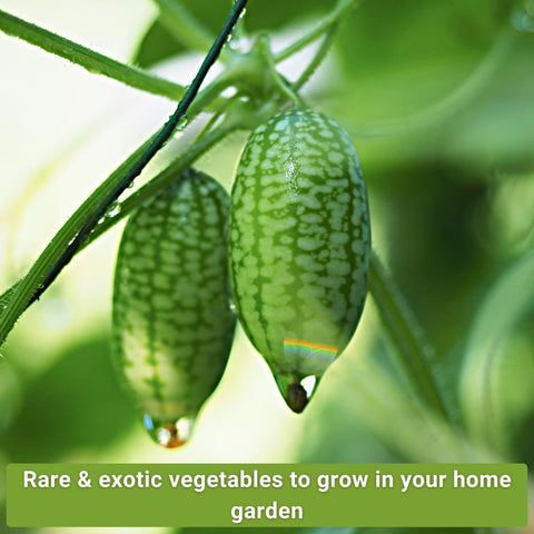 Sow Right Seeds growth-instruction card demonstrates easy steps to successful germination