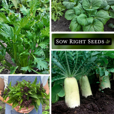 Sow Right Seeds Japanese bunching onion packet for easy indoor onions