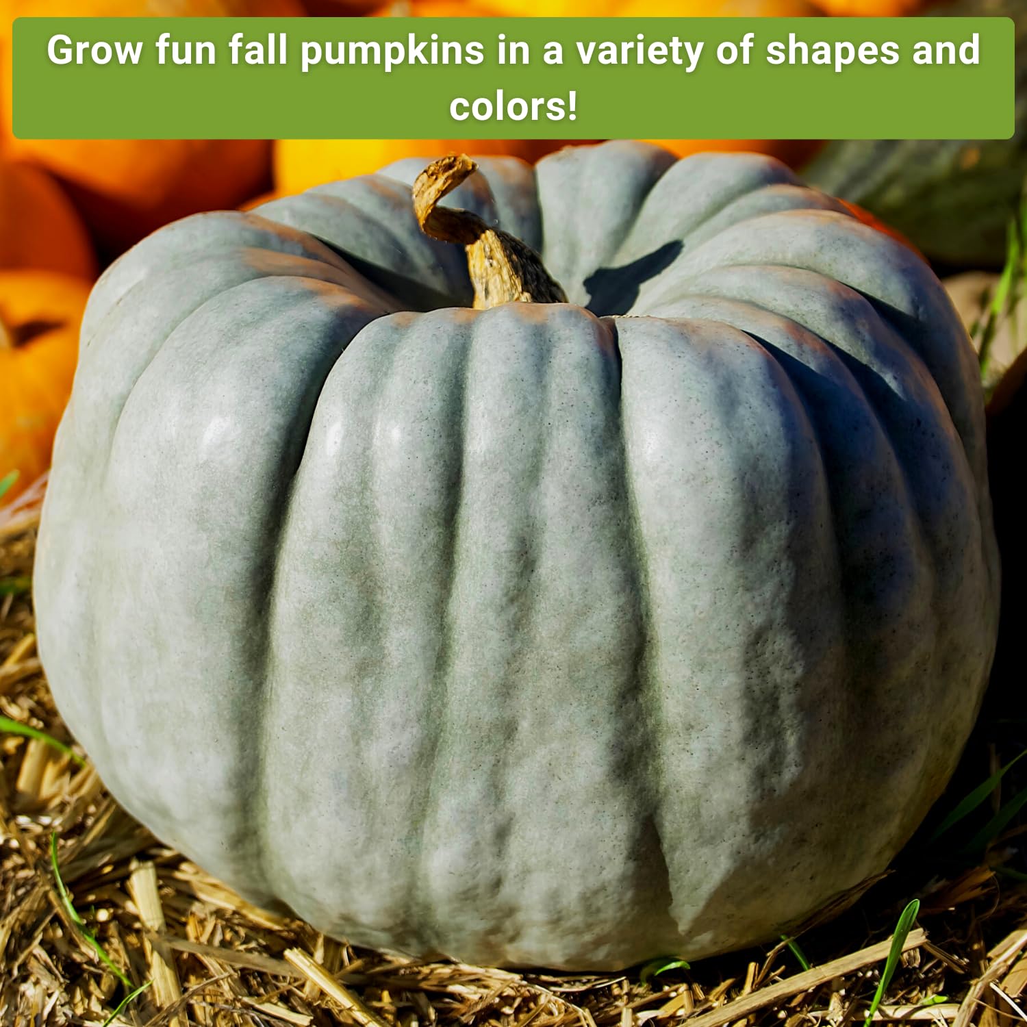 Sow Right Seeds jarrahdale pumpkin seeds perfect for carving and cooking.