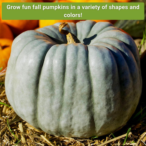 Sow Right Seeds jarrahdale pumpkin seeds perfect for carving and cooking.