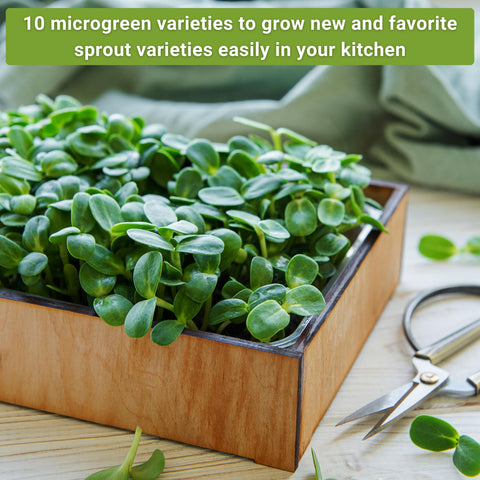 Sow Right Seeds kale microgreen packet offering versatile greens in under two weeks.
