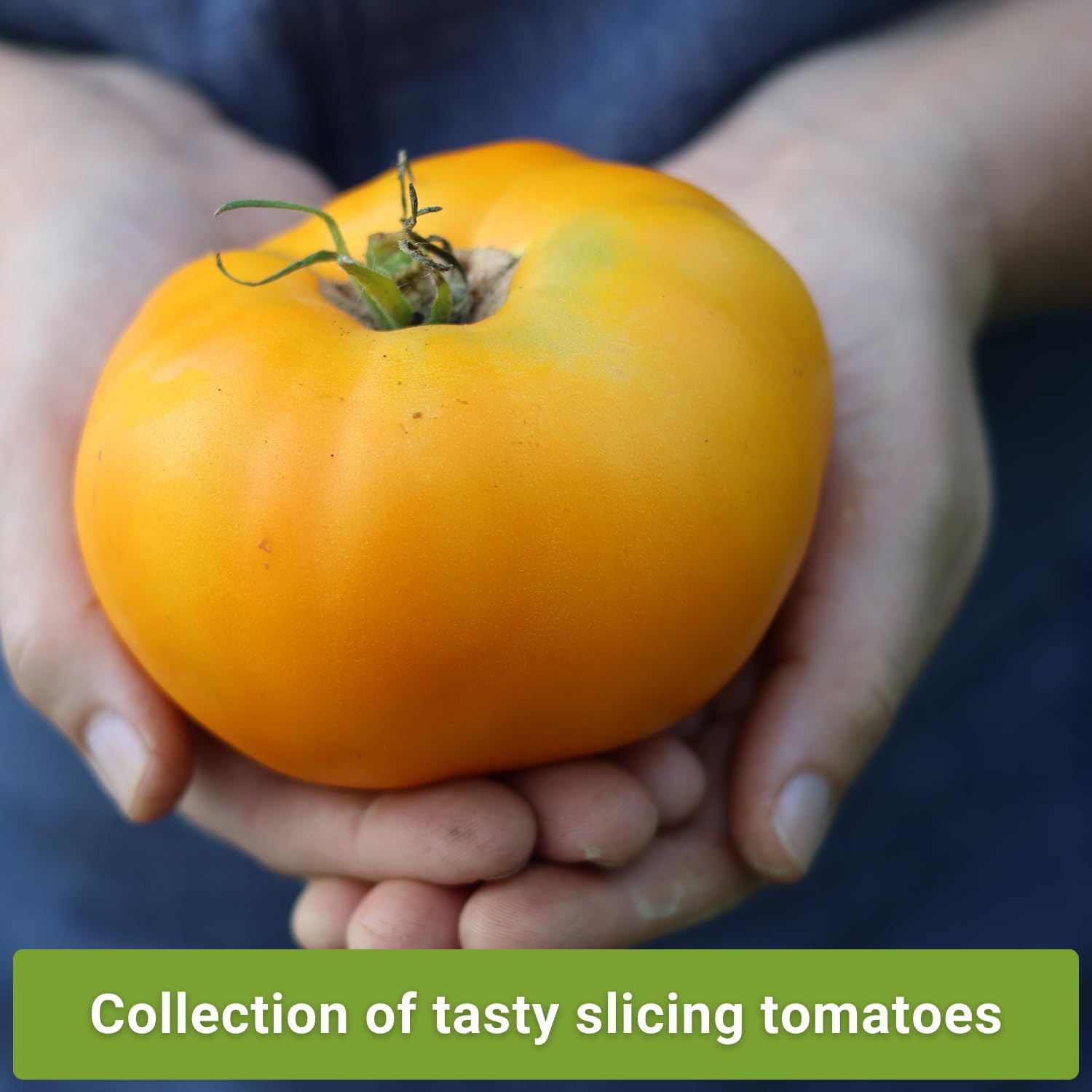 Sow Right Seeds Kellogg's Breakfast tomato seed packet front for flavorful harvest