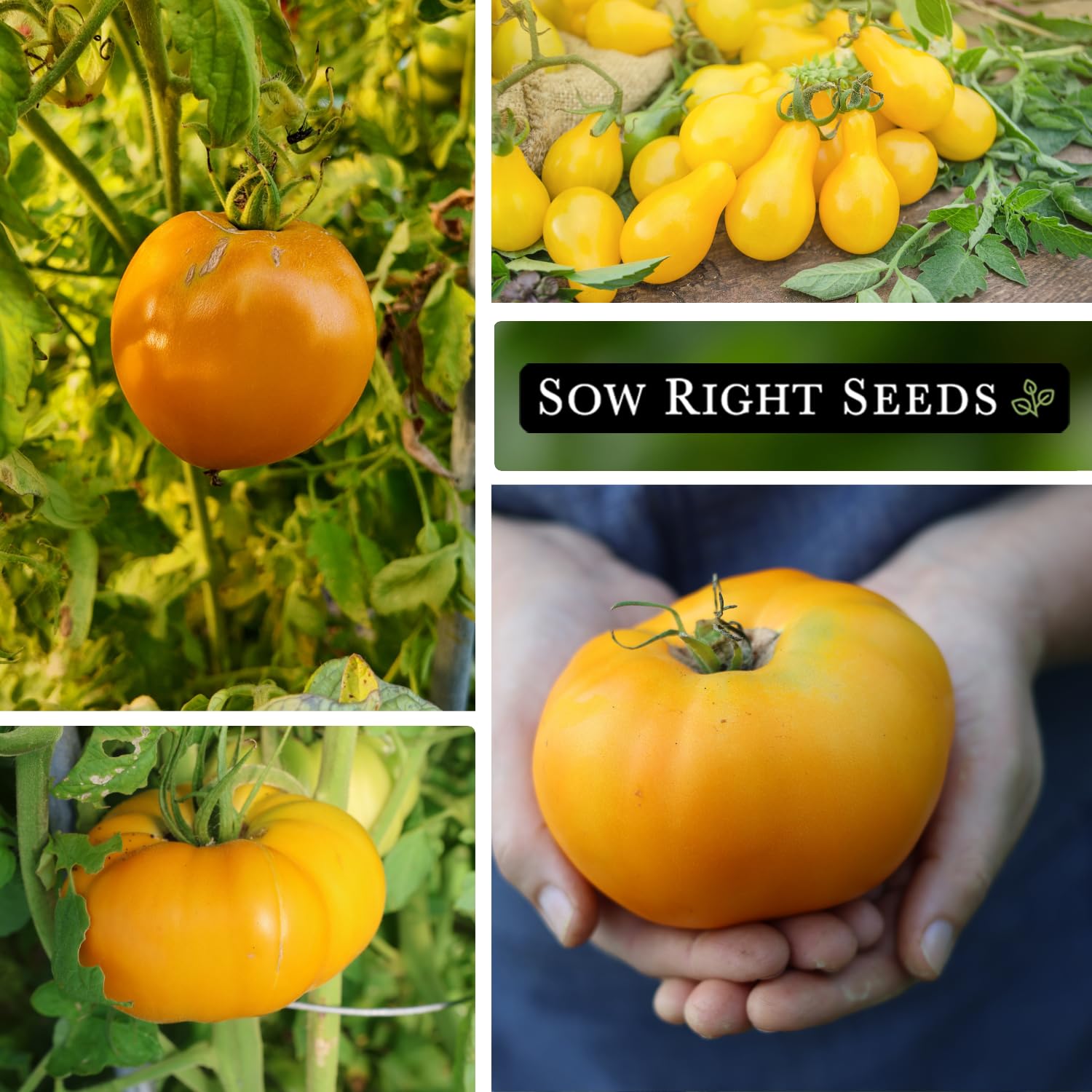 Sow Right Seeds Kelloggs Breakfast tomato seed for large bright-orange fruits