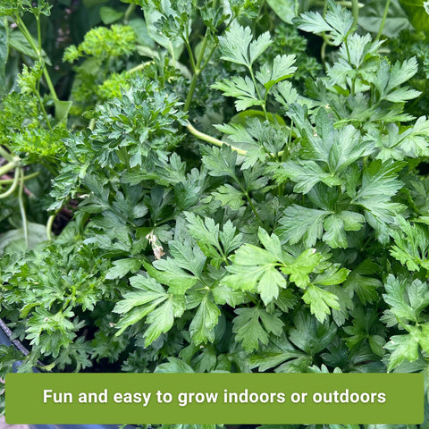 Sow Right Seeds kitchen herb garden indoors demonstrating indoor parsley growth