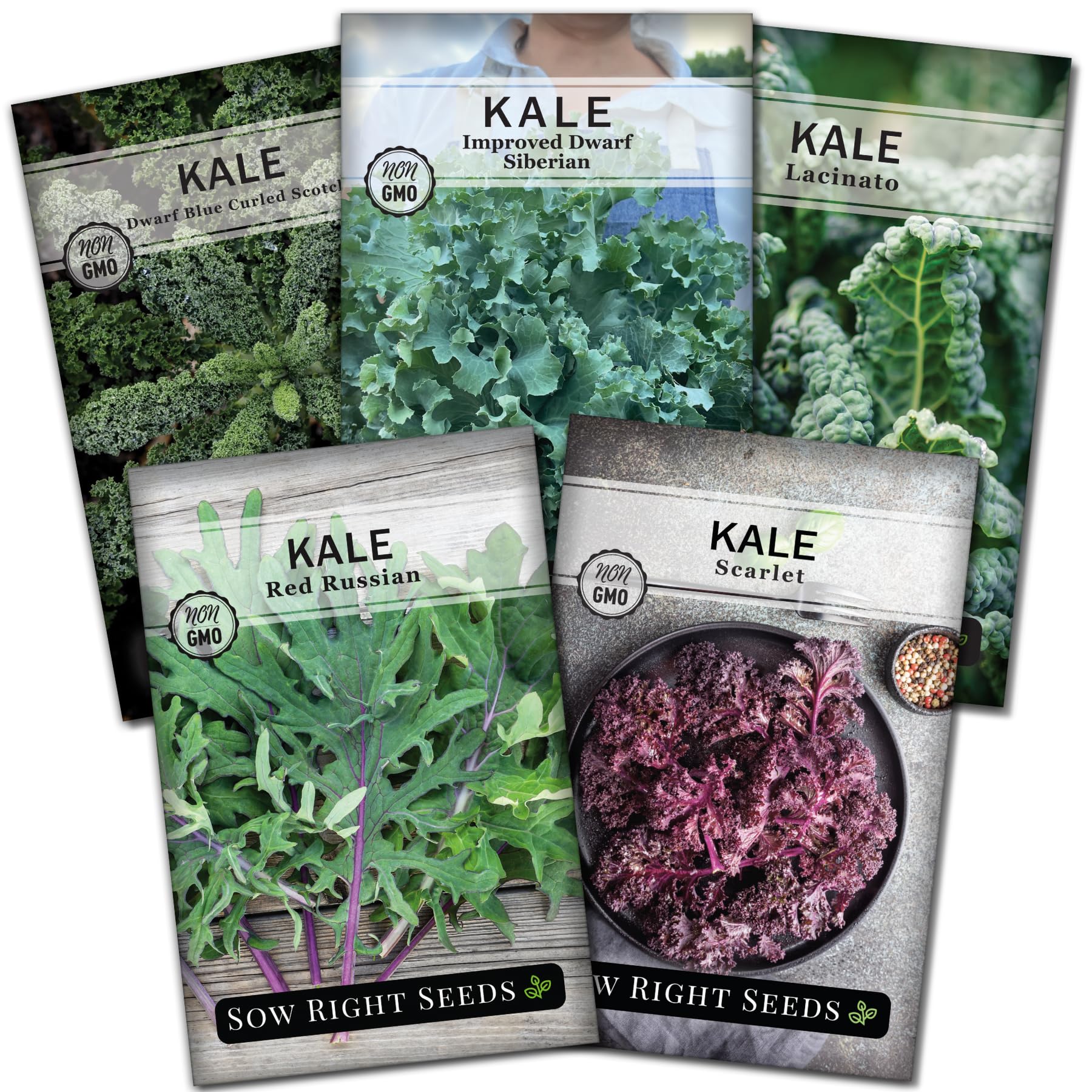 Sow Right Seeds Lacinato kale seeds—tender leaves ideal for salads.