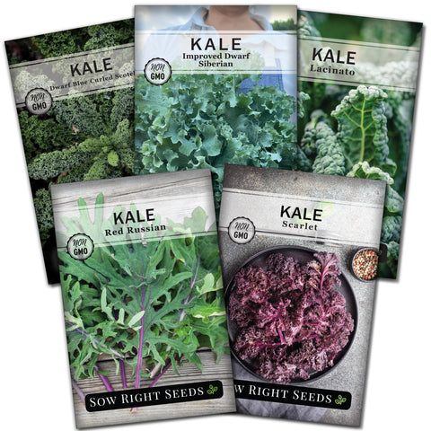 Sow Right Seeds Lacinato kale seeds—tender leaves ideal for salads.