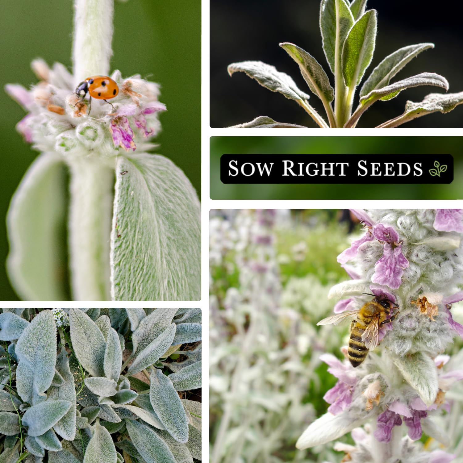 Sow Right Seeds Lambs Ear purple flower spikes attract pollinators in gardens.