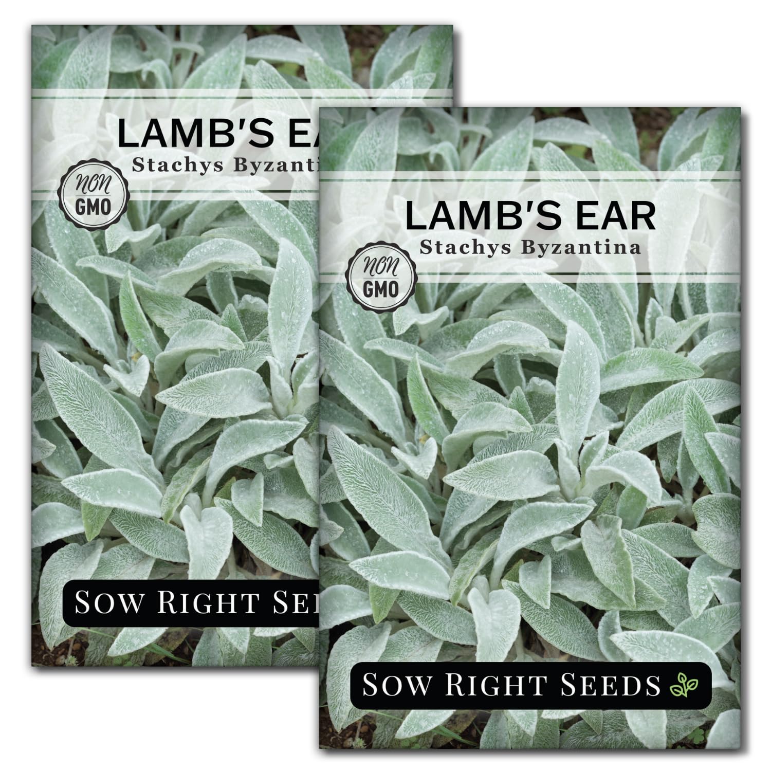 Sow Right Seeds Lambs Ear seeds packet showing drought-tolerant ground cover potential.