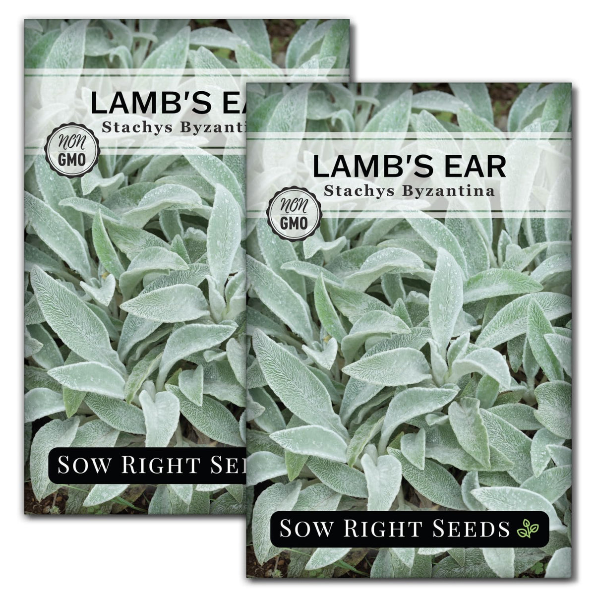 Sow Right Seeds Lambs Ear seeds packet showing drought-tolerant ground cover potential.