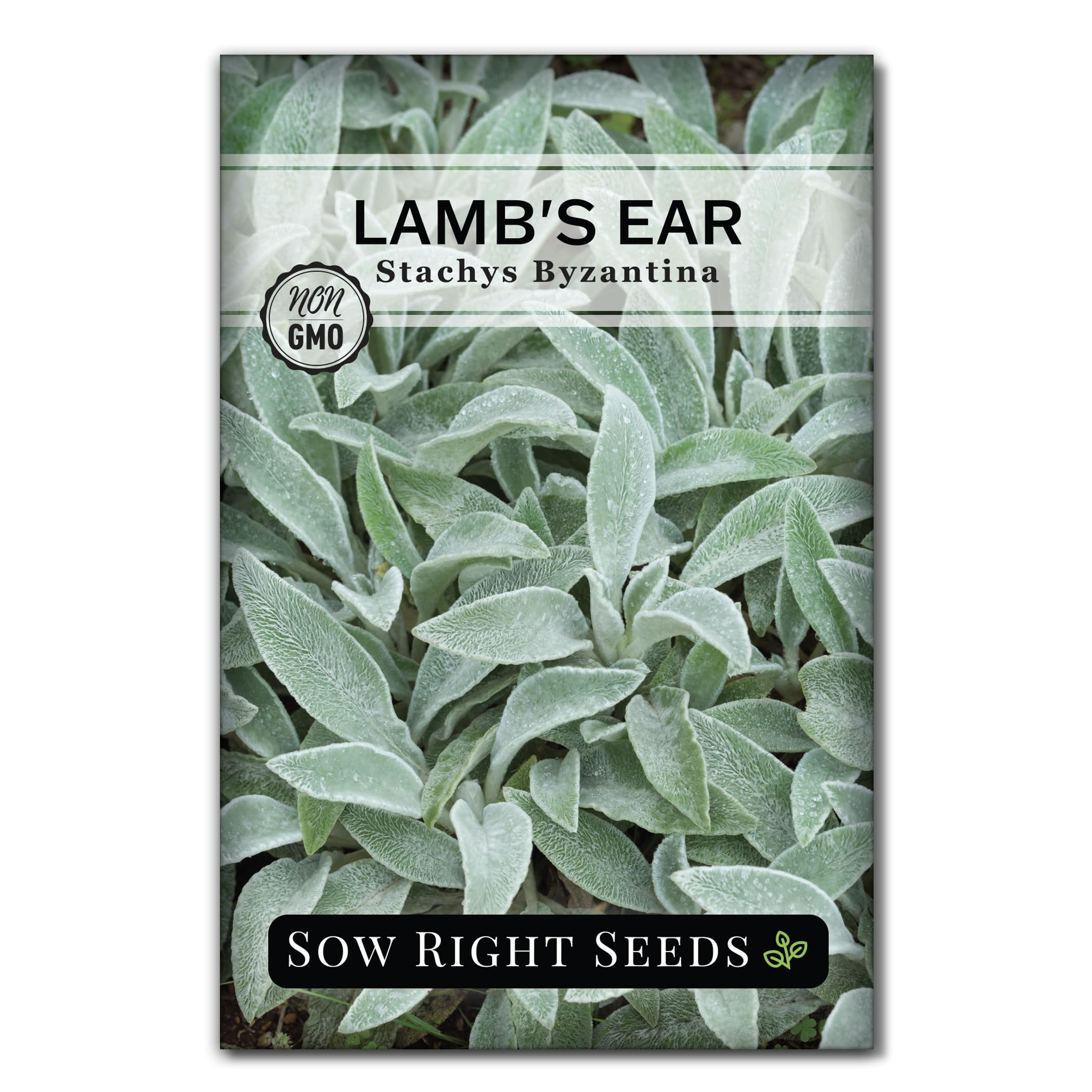 Sow Right Seeds Lambs Ear seeds packet front view for easy outdoor planting