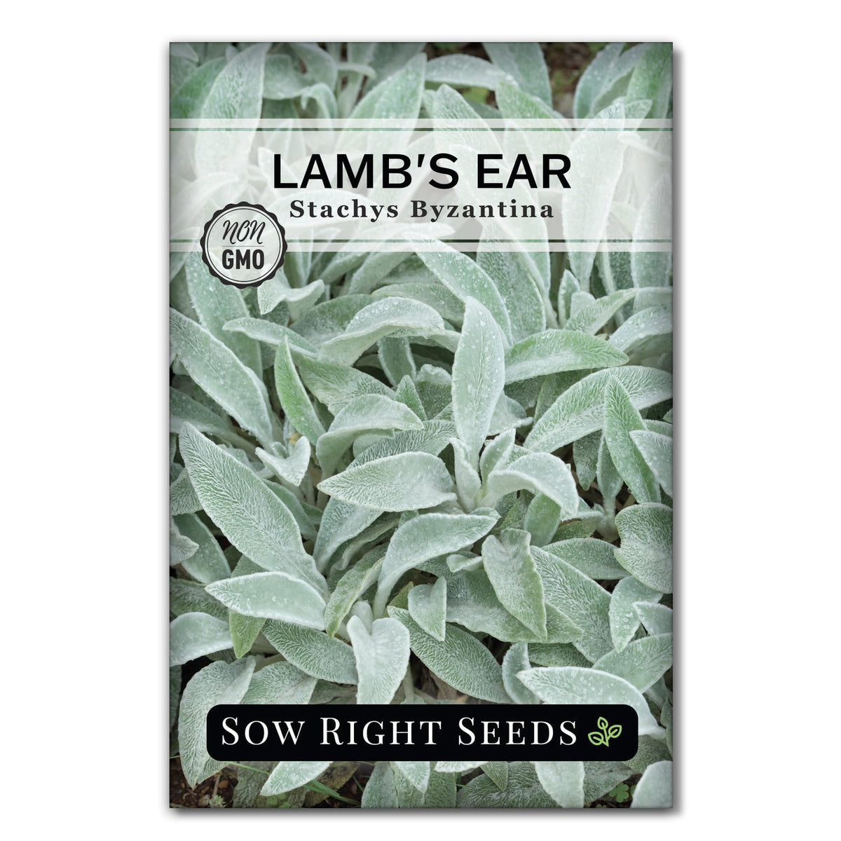 Sow Right Seeds Lambs Ear seeds packet front view for easy outdoor planting