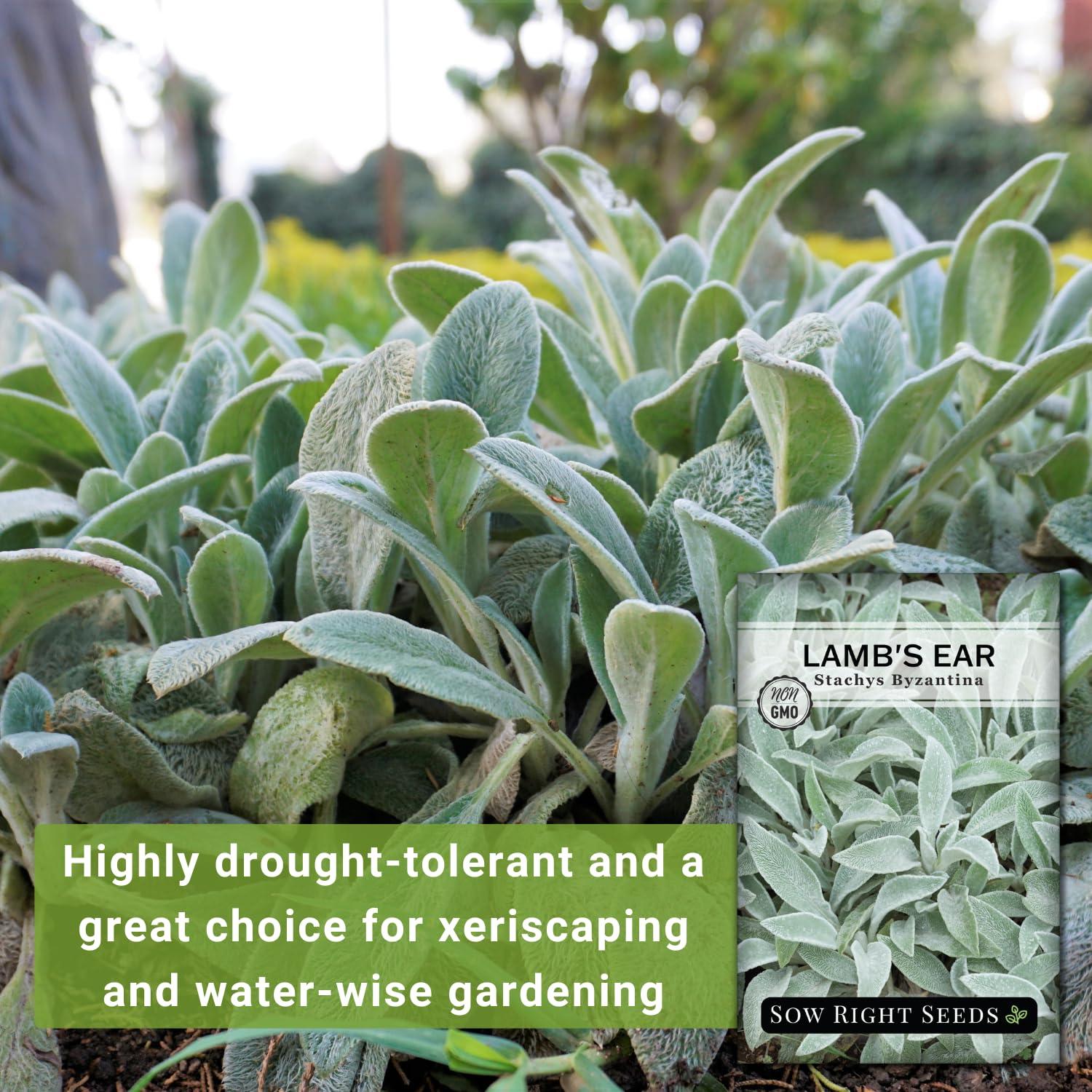 Close-up of Lambs Ear leaves showing soft, woolly texture and silvery color