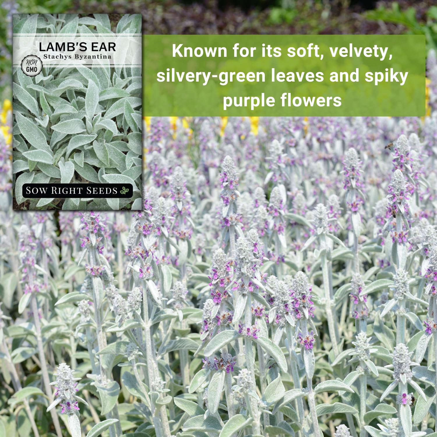Perennial Lambs Ear ground cover for xeriscapes and low-water gardens