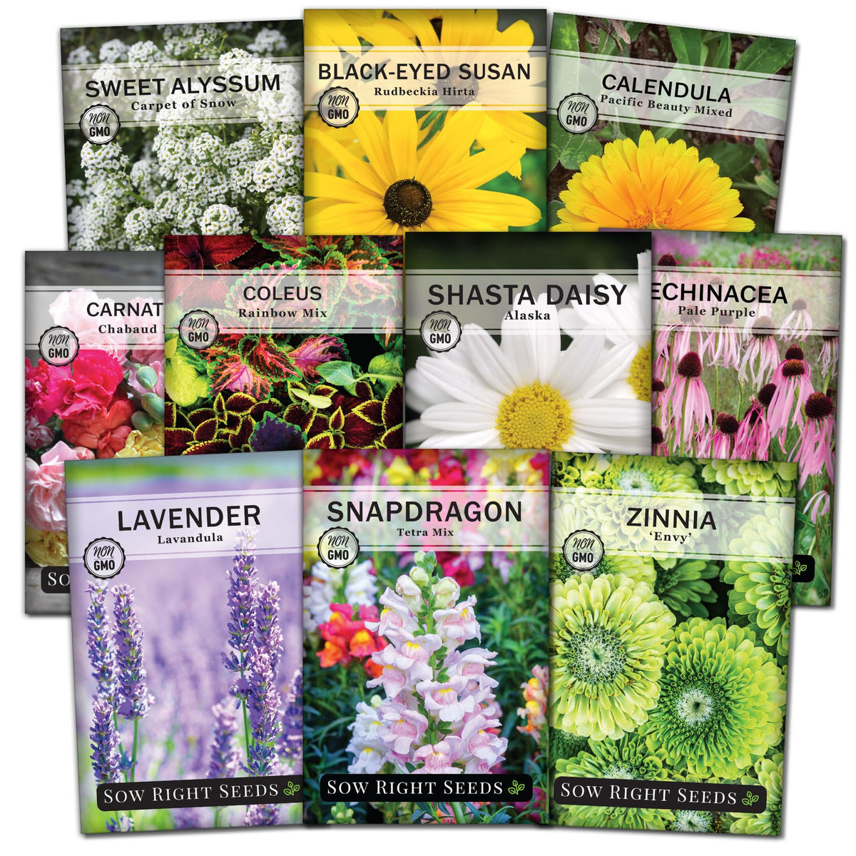 Sow Right Seeds Coleus Rainbow Mix—vibrant foliage for colorful borders.